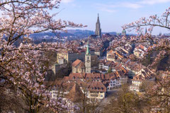 Kirschblüten in der Schweiz, Hanami, Kirschblüten in Bern, Blühende Kirschbäume