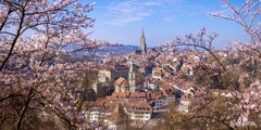 Kirschblüten in der Schweiz, Hanami, Kirschblüten in Bern, Blühende Kirschbäume