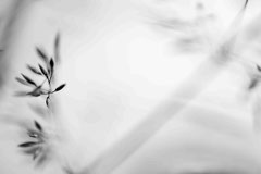 Nature black and white  4024