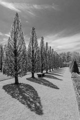 Nature black and white  4010