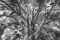 Nature black and white  4003