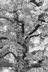 Nature black and white  4015
