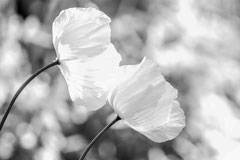 Nature black and white  4013