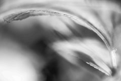 Nature black and white  4031