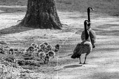 Nature black and white  4001