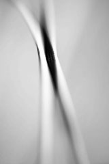Nature black and white  4029