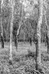 Nature black and white  4004