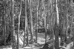 Nature black and white  4005