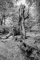 Nature black and white  4021