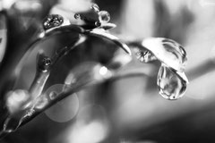 Nature black and white  4030