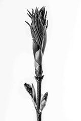 Nature black and white  4044