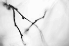 Nature black and white  4028