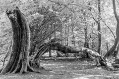 Nature black and white  4020