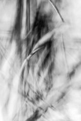 Nature black and white  4025
