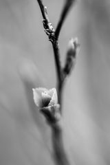 Nature black and white  4039