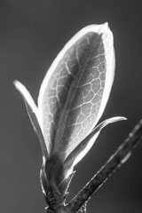 Nature black and white  4037