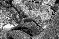 Nature black and white  4008