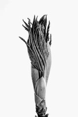 Nature black and white  4043