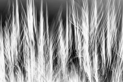 Nature black and white  4023