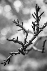 Nature black and white  4011