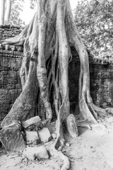 Nature black and white  4007