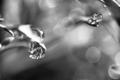 Nature black and white  4032
