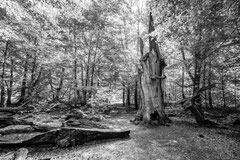 Nature black and white  4022