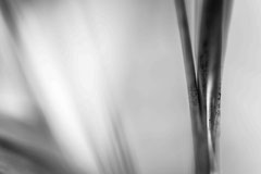 Nature black and white  4036