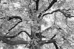 Nature black and white  4016