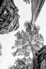 Nature black and white  4006