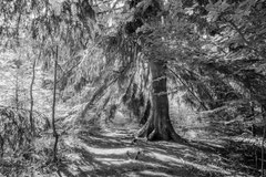 Nature black and white  4019