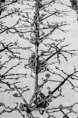 Nature black and white  4009