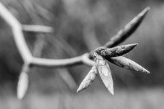 Nature black and white  4012