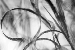 Nature black and white  4033