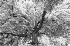 Nature black and white  4014