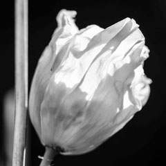 Nature black and white  4027