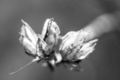 Nature black and white  4038