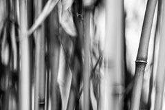 Nature black and white  4035