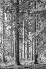 Nature black and white  4017