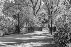 Nature black and white  4002