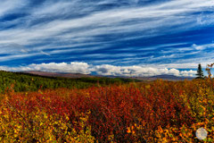 Bild: autumn at the end of August on Dalton Highway, Alaska, "Jamaica colours at Dalton"; www.2u-pictureworld.de