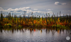 Bild: autumn coloured nature at Dalton Highway, Alaska, "wild mixture"; www.2u-pictureworld.de