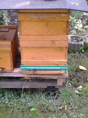 Meine Bienen im September 2013