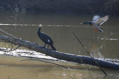 Kormoran am Kreetortteich - Foto: Volker Svensson