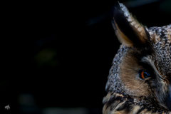  Müder Wächter Der Nacht - Ort: Wedel - Foto: Janne Reisdorf