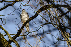 Habicht im Stadtpark - Foto: Pertti Raunto