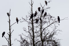 Kormorane - Außenmühlenteich zugefroren, rauf auf die Bäume - Foto: Willi Heinsohn