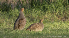 Rebhuhn Paar