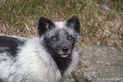 Polarfuchs Portrait