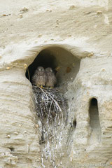 Junge Turmfalken in ihrem Nest in der Brutwand